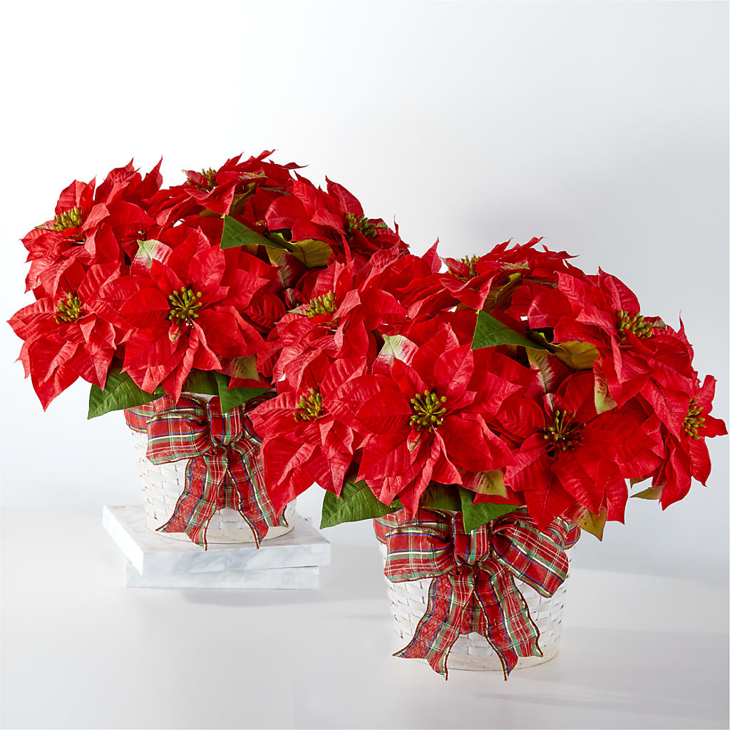 Happiest Holidays Poinsettia Bundle – White Eagle Flowers, Chicago IL