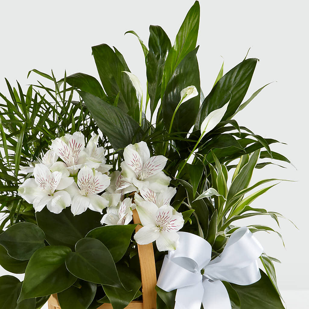 Peace & Serenity Dishgarden – White Eagle Flowers, Chicago IL