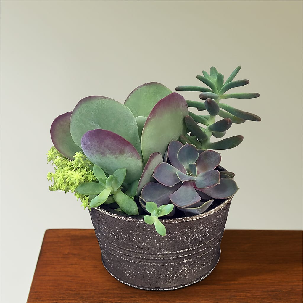 Lush Succulent Garden – White Eagle Flowers, Chicago IL