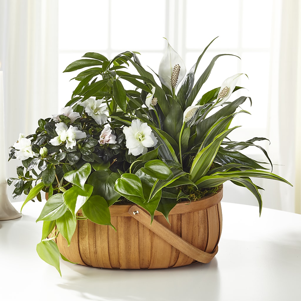 Serene Dishgarden – White Eagle Flowers, Chicago IL