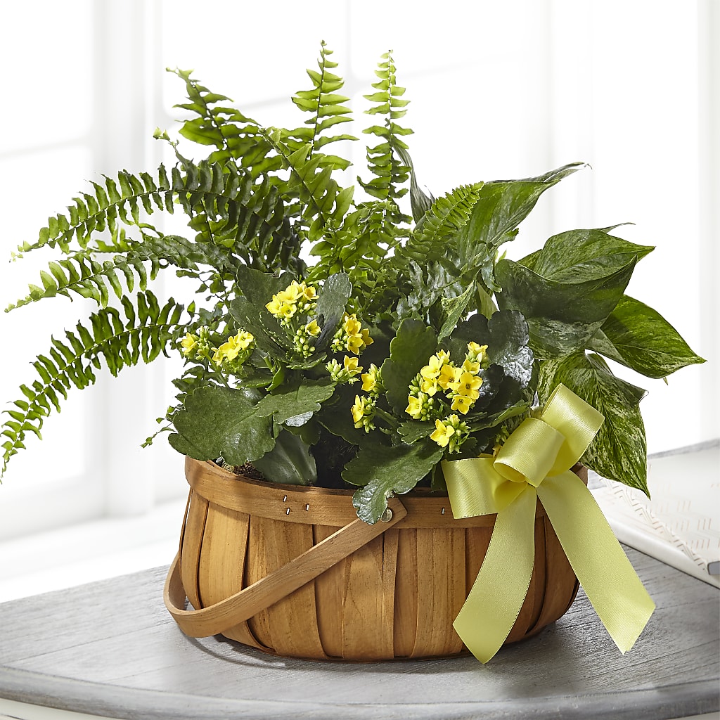 Always Dear Dishgarden – White Eagle Flowers, Chicago IL