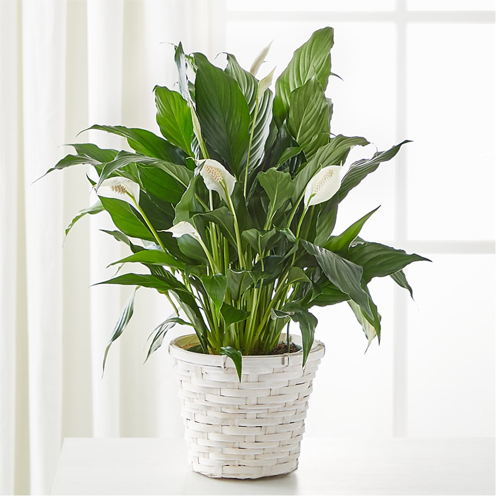A New Leaf Peace Lily – White Eagle Flowers, Chicago IL