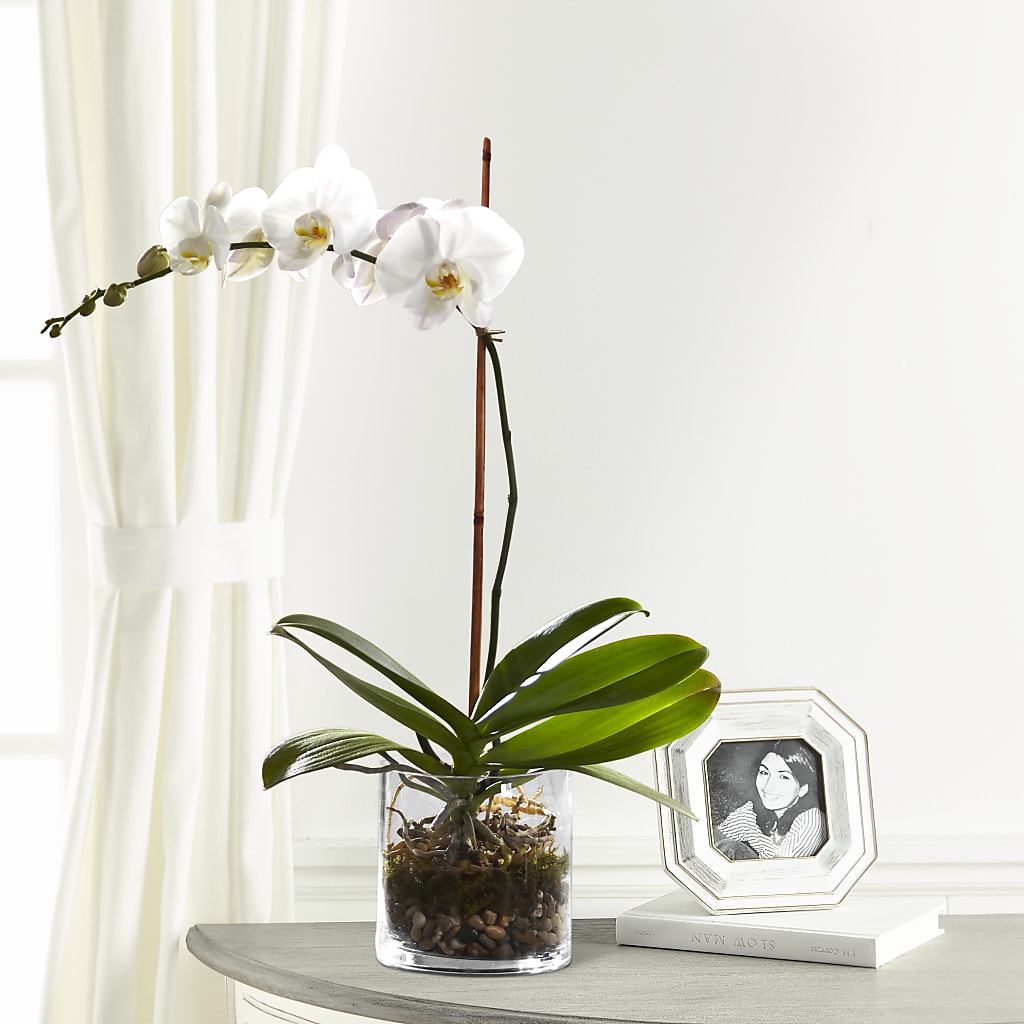 White Orchid Planter – White Eagle Flowers, Chicago IL