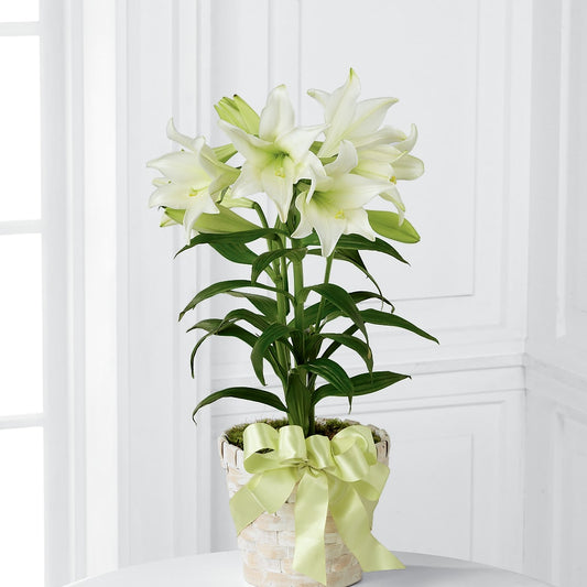 Easter Lily Plant –  White Eagle Flowers, Chicago IL