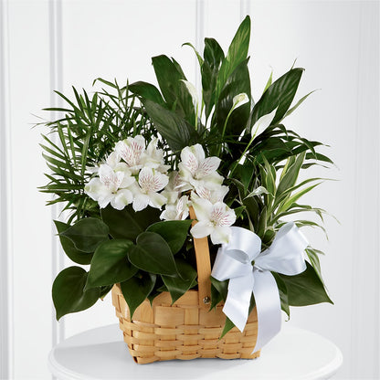Peace & Serenity Dishgarden –  White Eagle Flowers, Chicago IL