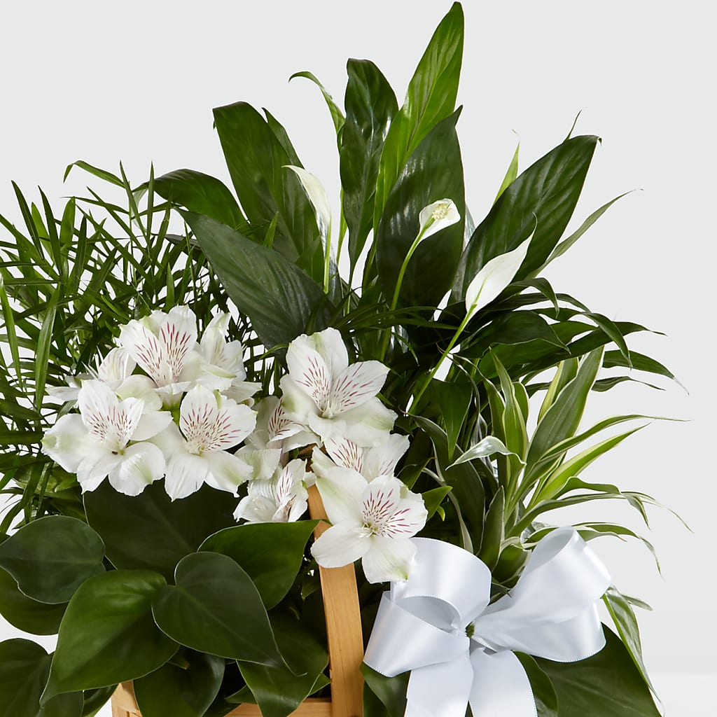 Peace & Serenity Dishgarden –  White Eagle Flowers, Chicago IL
