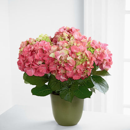Pink Hydrangea Planter –  White Eagle Flowers, Chicago IL