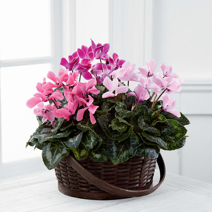 Mixed Cyclamen Planter –  White Eagle Flowers, Chicago IL