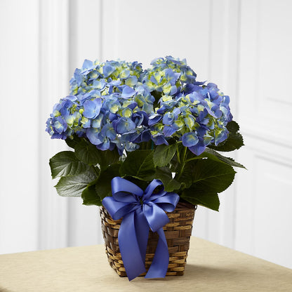 Blue Hydrangea Planter –  White Eagle Flowers, Chicago IL