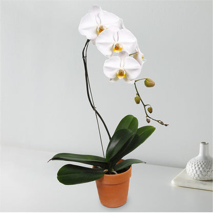 White Cascading Orchid –  White Eagle Flowers, Chicago IL