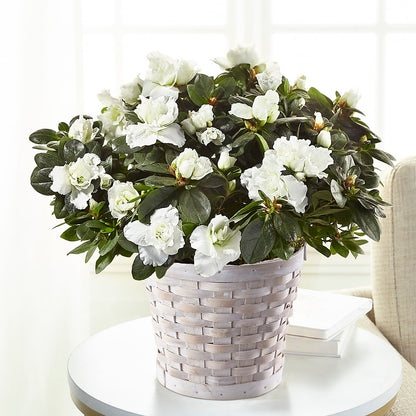 White Azalea Plant –  White Eagle Flowers, Chicago IL