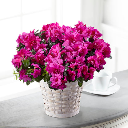 Hope & Serenity Azalea Plant –  White Eagle Flowers, Chicago IL