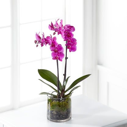 Pink Orchid Plant –  White Eagle Flowers, Chicago IL