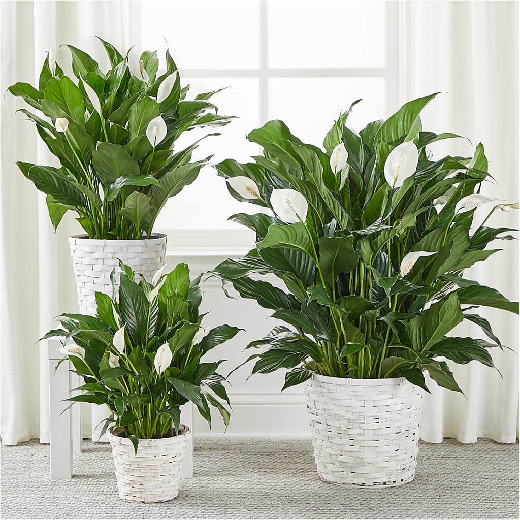 A New Leaf Peace Lily –  White Eagle Flowers, Chicago IL