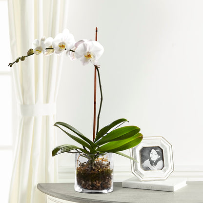 White Orchid Planter –  White Eagle Flowers, Chicago IL