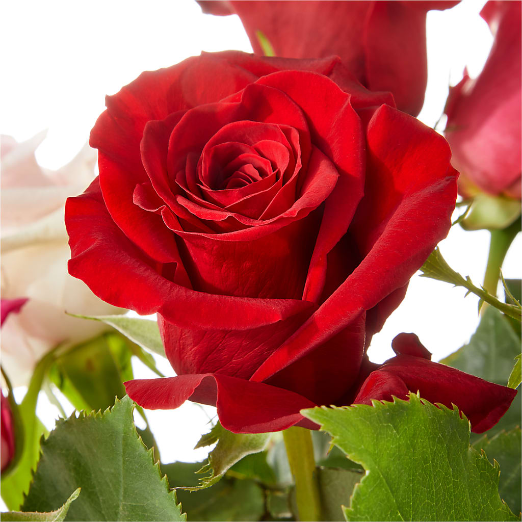 Love Notes Rose Bouquet –  White Eagle Flowers, Chicago IL